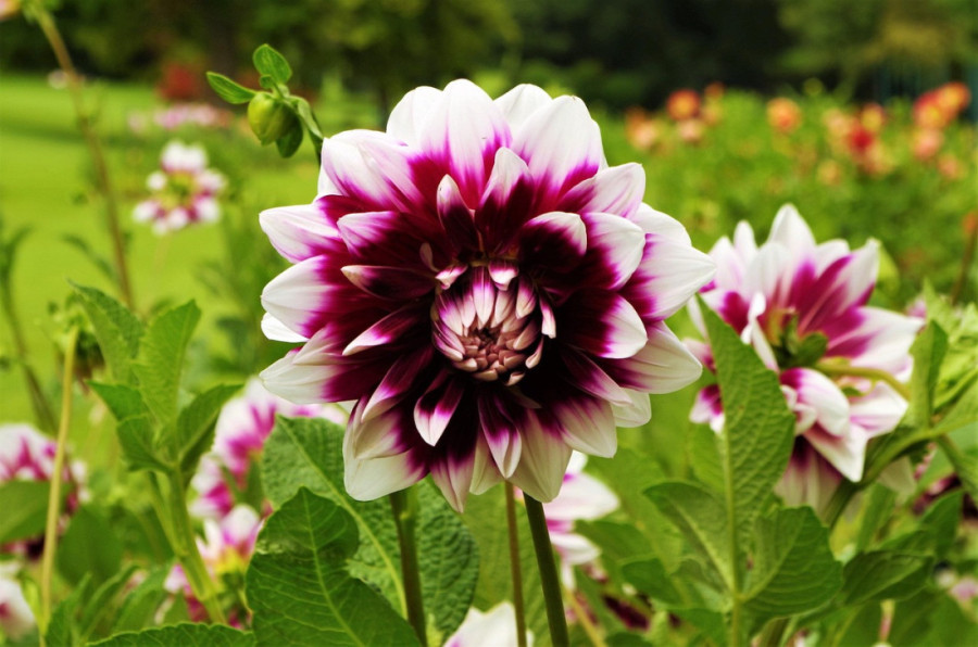 Proleće nam stiže! Već sad posadite ovo cveće ako želite da uživate u cvetnoj bajci u svojoj bašti