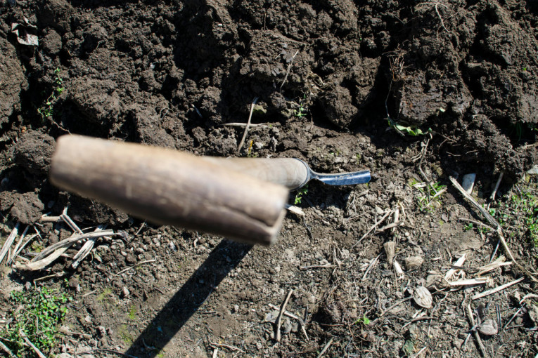 Sadnica 200 dinara, a zarada milion: Srbi masovno sade ovu biljku!