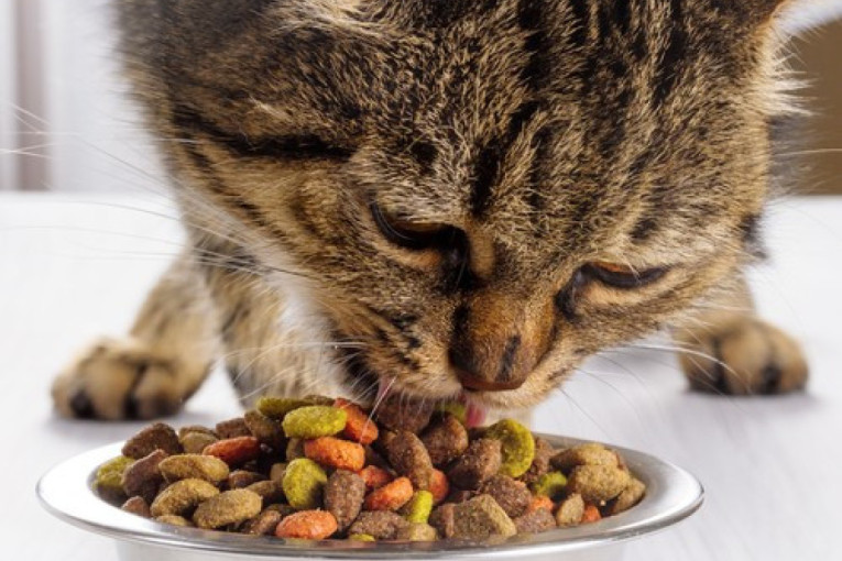 Jak zadah kod mačke ne treba ignorisati: Evo kada je vreme za hitan odlazak veterinaru