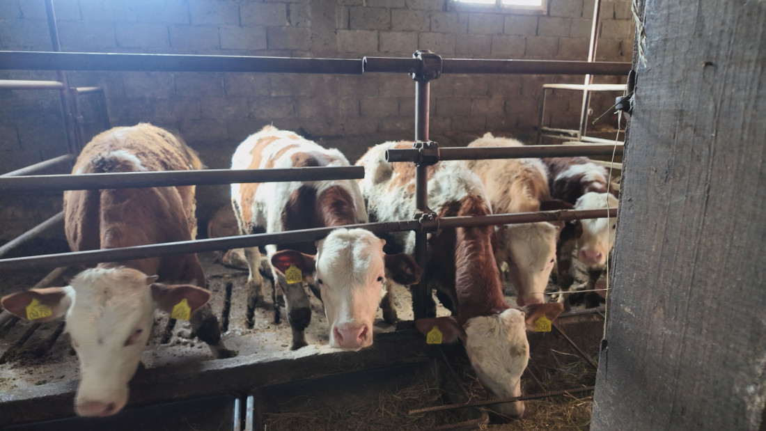 Jelica je naša heroina: Njoj ništa nije teško, na plećima nosi celo domaćinstvo