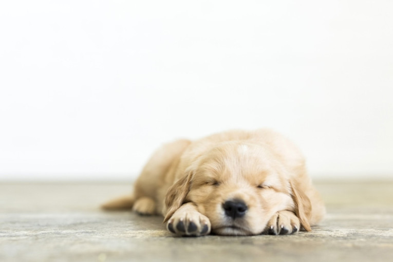 Primetite na vreme: Čak i obična mrzovolja može ukazivati na to da je vaše štene bolesno