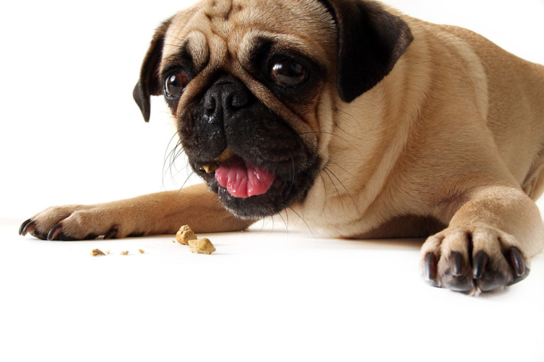 Primetite na vreme: Čak i obična mrzovolja može ukazivati na to da je vaše štene bolesno