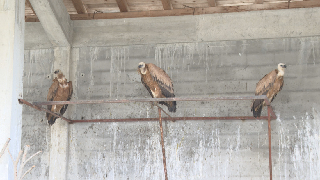 Tri mlada beloglava supa izvučena iz Uvačkog jezera: Ptice trenutno u volijerima u hranilištu Manastirina
