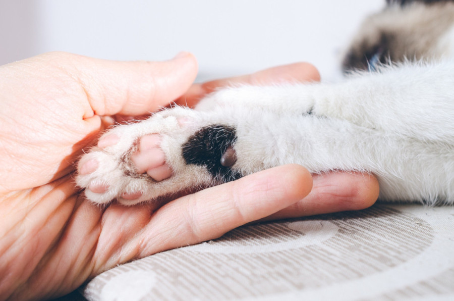 Zašto pas stalno liže šape i kada treba posetiti veterinara?