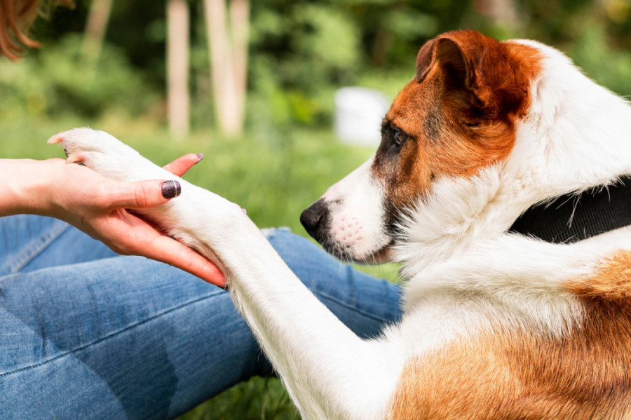 Zašto pas stalno liže šape i kada treba posetiti veterinara?