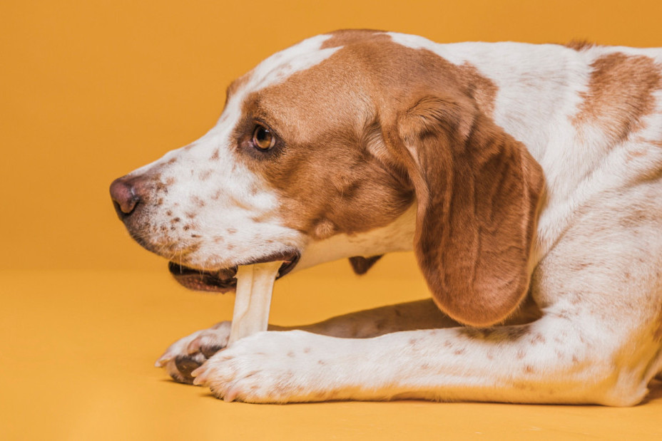 Zašto pas stalno liže šape i kada treba posetiti veterinara?