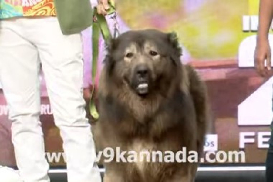 Detalji o naskupljem psu na svetu: Prvi svoje vrste, zapravo hibrid, a njegov vlasnik ima još ove rase koje takođe vrede milione