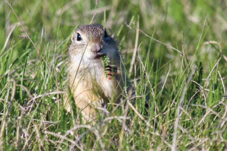 Kako čobanin iz sela Deliblato i stado ovaca spasavaju tekunicu, ugroženu vrstu širom Evrope?