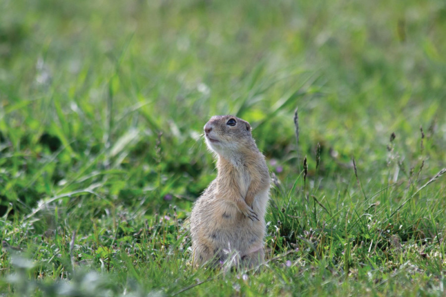 Kako čobanin iz sela Deliblato i stado ovaca spasavaju tekunicu, ugroženu vrstu širom Evrope?