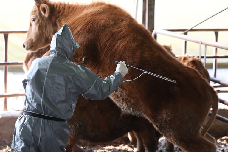 Srbija bez slučajeva slinavke i šapa: Preventivne mere na snazi