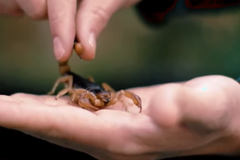Farma škorpija: Jedan od najopasnijih poslova na svetu - "muženje" otrova