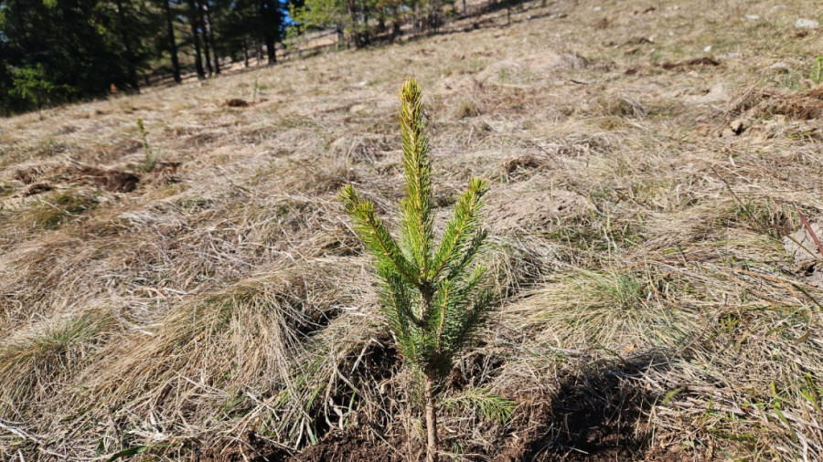 Prijepolje dobija nova pluća! Obnavlja se šumska površina na preko 100 hektara površine i sadi se čak 270.000 sadnica (FOTO)