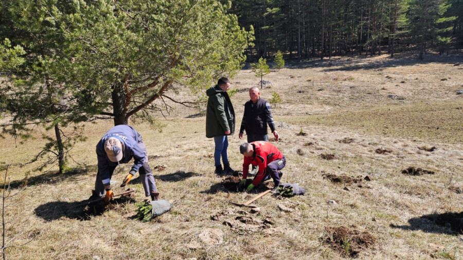 Prijepolje dobija nova pluća! Obnavlja se šumska površina na preko 100 hektara površine i sadi se čak 270.000 sadnica (FOTO)