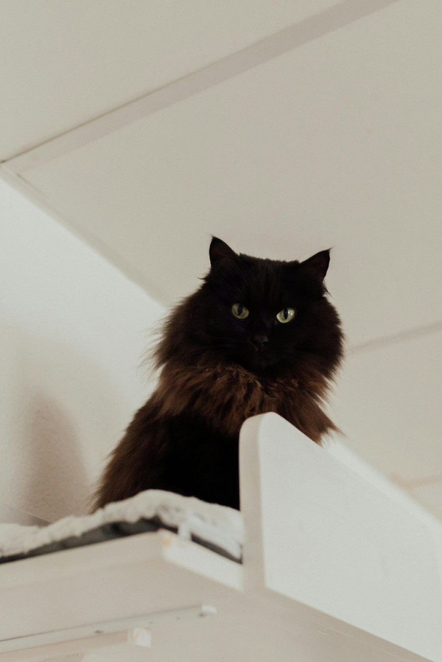 Tajna mačje potrebe za visinom: Postoji razlog zašto ne mogu da odole penjanju po policama i ormarima