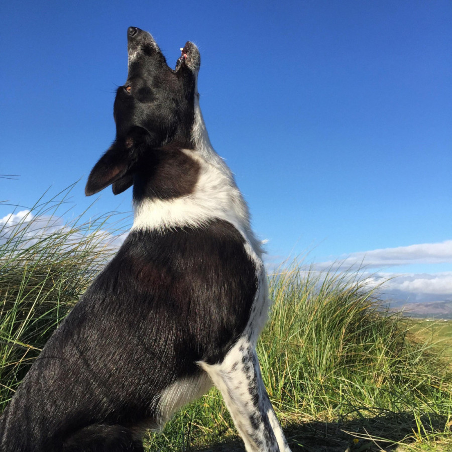 "Šaptač psima" Cezar Milan otkriva kako zaista da zaustavite lajanje svog psa