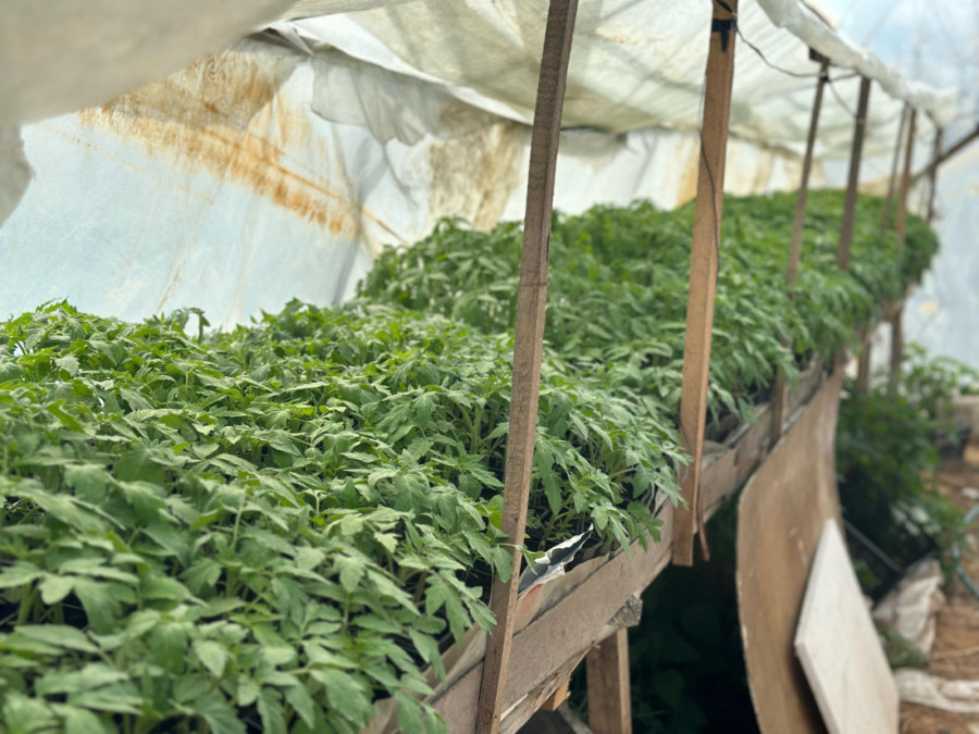 Milovan iz sela kod Čačka bavi se isključivo organskom proizvodnjom: Motika mora da radi (FOTO)