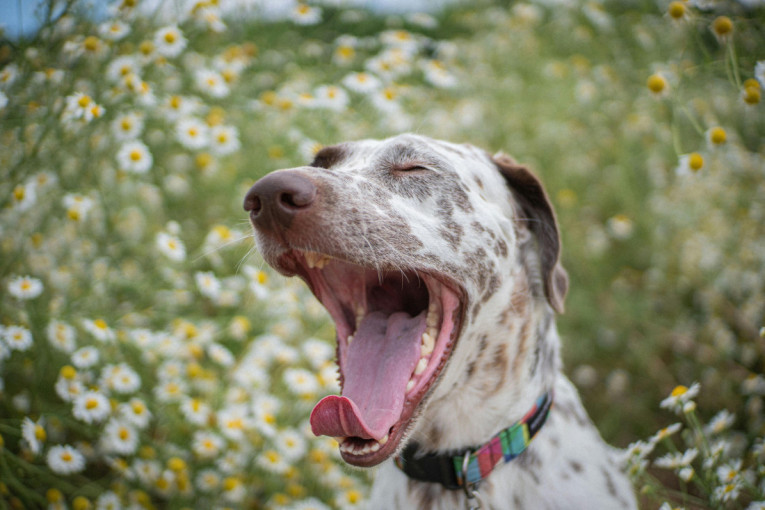 Zašto psi zevaju? Razlog može da bude mnogo više od pospanosti