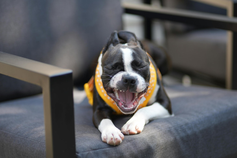 Pas je počeo da štuca? Evo šta sve treba da znate o pojavi koja ume da zabrine vlasnike