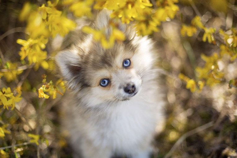 Moćni su i važe za najopasnije pse, a njihova odanost je bez premca: Pouzdani zaštitnici, bez zadrške staju između vas i pretnje