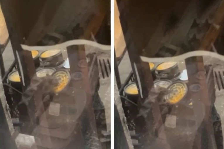 Slika i prilika opozicije: Na Filološkom fakultetu se pojavili pacovi! (VIDEO)