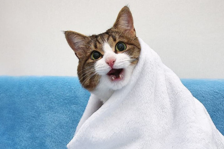 Zašto mačka kija? Naučite da prepoznate kada je vreme za posetu veterinaru