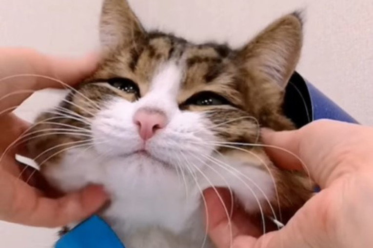 Ne treba da ignorišete ponašanje vaše ljubimice: Zašto mačka stalno mjauče?