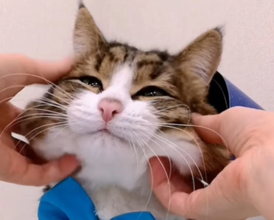 Zvuči neobično, ali “stres brkova” je čest problem kod mačaka: Proverite svog ljubimca