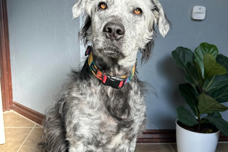 Velika promena za vlasnike pasa: Trajno vezivanje zabranjeno, od novembra kazna 190.000 dinara