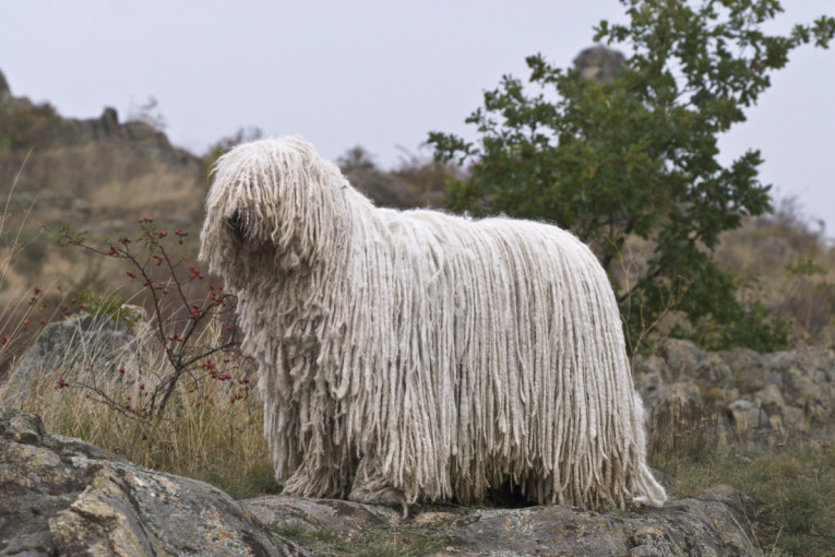 Da li ste ikada videli mop koji skače? Kad komondor sretne svog prijatelja - to izgleda upravo tako (VIDEO)