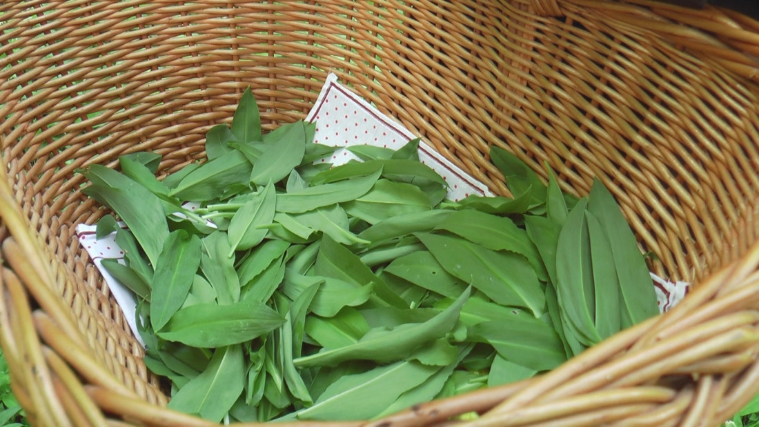 Biljka koja okrepljuje čak i medvede, leči mnoge bolesti: Padine planine Jelice pod sremušem - čudo prirode koje ima specifičan miris