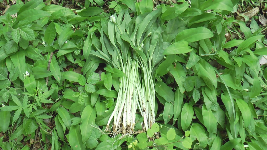 Biljka koja okrepljuje čak i medvede, leči mnoge bolesti: Padine planine Jelice pod sremušem - čudo prirode koje ima specifičan miris