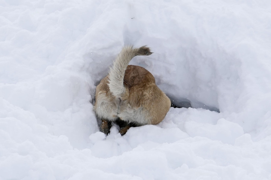 Kako izgleda kada pas spasava ljude iz lavine: Zen i Brina su neverovatno hrabri i sposobni spasioci koji nikada ne odustaju (FOTO)