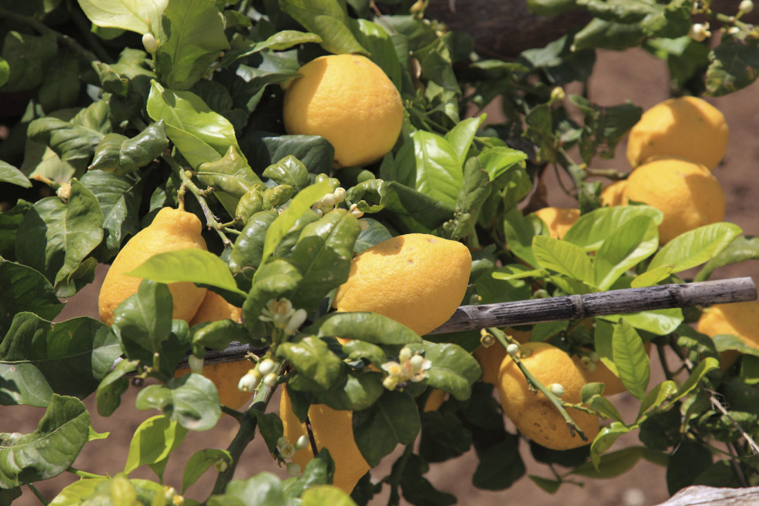 Limun koji svakodnevno koristimo u kuhinji rezultat je pažljivog ukrštanja dve voćke