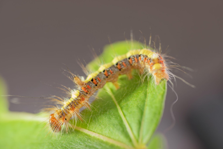 Alarm u Turskoj: Opasne dlakave gusenice napadaju ljude, životinje i šume