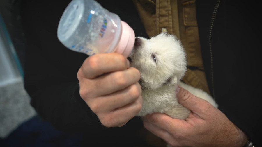 Naučnici oživeli izumrlog jezovuka iz "Igre prestola": Beli strašni lepotani živeli su pre 12.500 godina (FOTO)