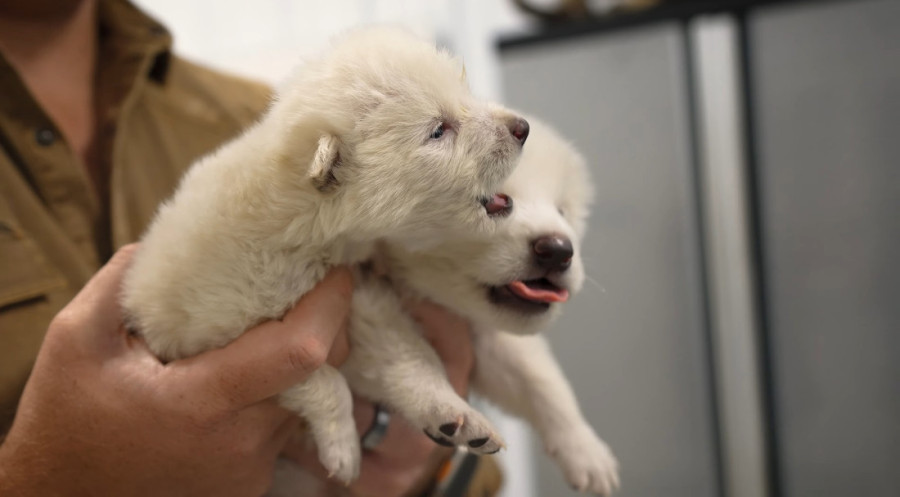Naučnici oživeli izumrlog jezovuka iz "Igre prestola": Beli strašni lepotani živeli su pre 12.500 godina (FOTO)
