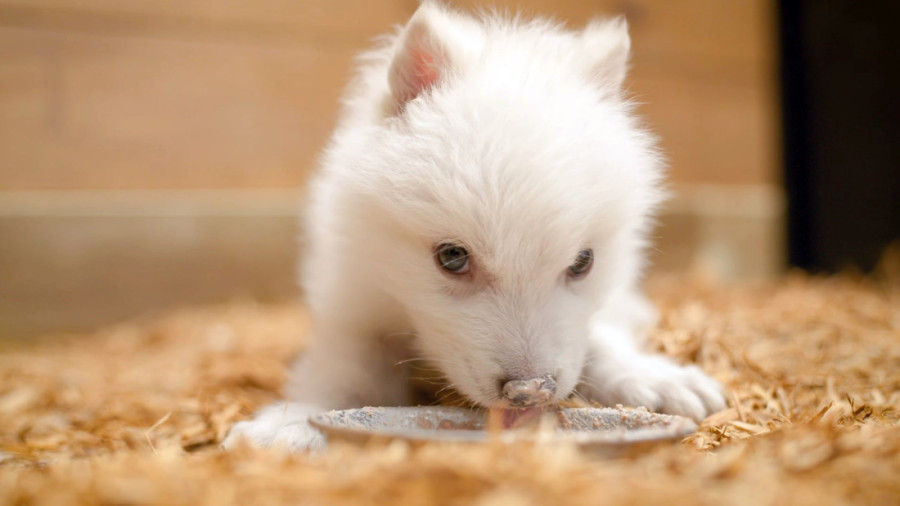 Naučnici oživeli izumrlog jezovuka iz "Igre prestola": Beli strašni lepotani živeli su pre 12.500 godina (FOTO)