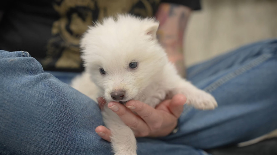Naučnici oživeli izumrlog jezovuka iz "Igre prestola": Beli strašni lepotani živeli su pre 12.500 godina (FOTO)