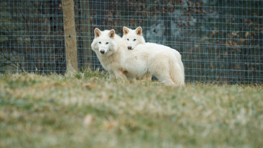 Zaboravite na veštačke materijale: Uskoro ćemo nositi torbe i jakne od, verovali ili ne, ti-reksa!