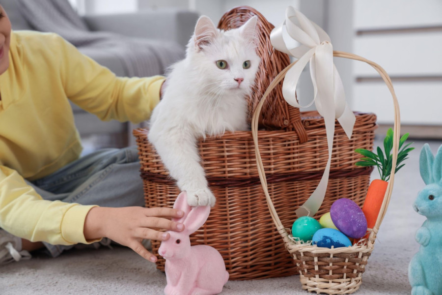 Zaštitite ljubimce tokom Uskrsa: Pet stvari na koje morate da obratite pažnju