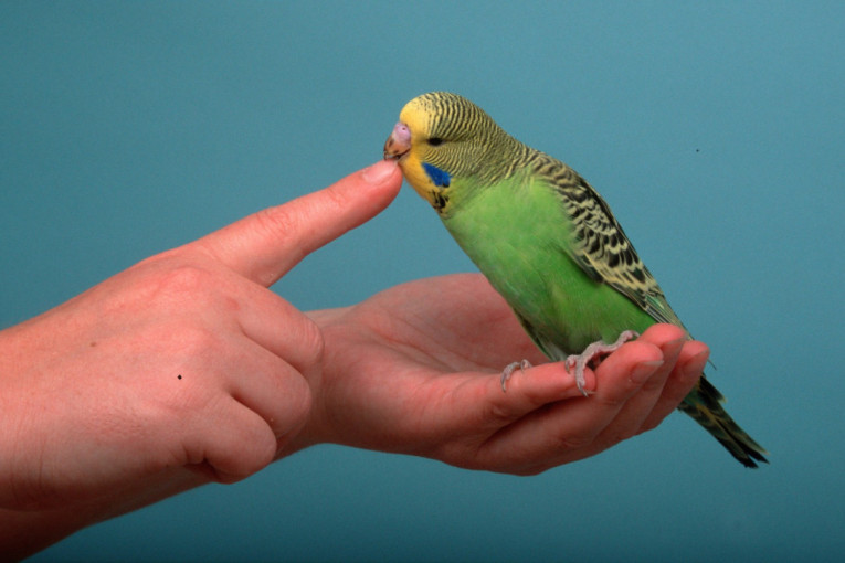 papagaj na ruci vlasnika, poznat kao tigrica, priljubljen i razigran kućni ljubimac