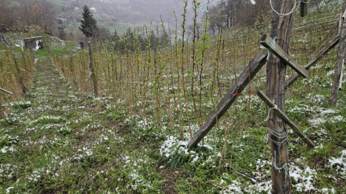 Voćari u strahu: Zasadi usred aprila pokriveni snegom - ako mraz potraje, od ovogodišnjeg roda šljiva neće biti ništa (FOTO)