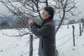 Voćari u strahu: Zasadi usred aprila pokriveni snegom - ako mraz potraje, od ovogodišnjeg roda šljiva neće biti ništa (FOTO)