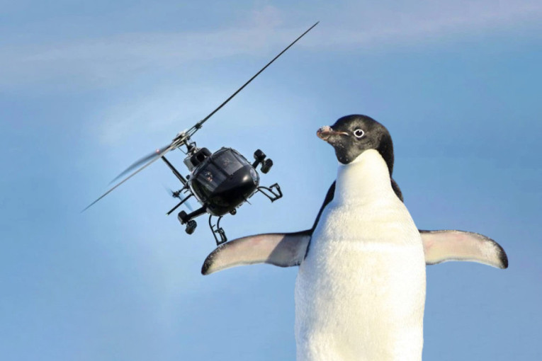 Bizaran incident: Pingvin kriv za obaranje helikoptera!