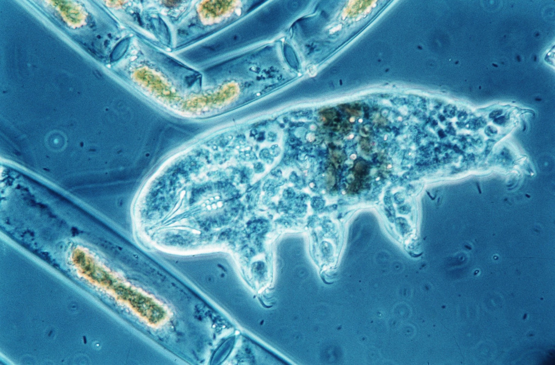 Prkose svim pravilima: Pet životinja koje mogu najduže da prežive bez hrane i vode