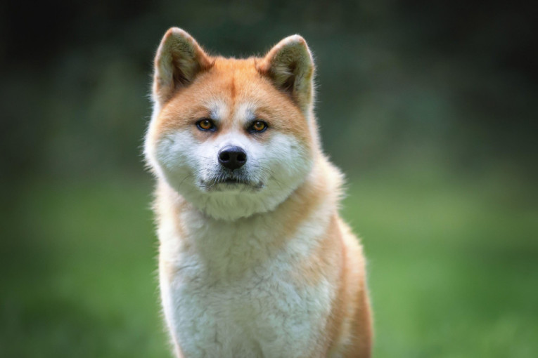 Dobro razmislite: Ovih pet rasa pasa mogu biti rizične u domu sa malom decom