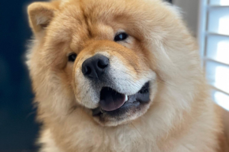 Dobro razmislite: Ovih pet rasa pasa mogu biti rizične u domu sa malom decom