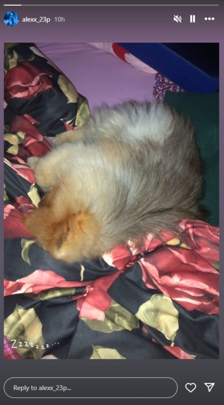 On je najveća uteha ćerki Saše Popovića nakon njegove smrti: Slika iz porodične vile dirnula sve!