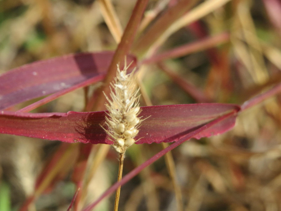 Pas vam šepa, trese glavu ili kašlje? Možda je razlog sitna biljka koju svi ignorišu