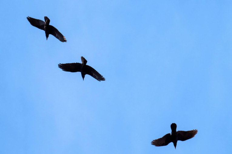 Oprez kad parkirate u hladu: Ptičji izmet i smola mogu da trajno oštete farbu vašeg automobila